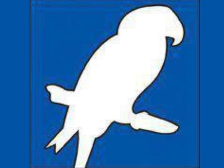 Northern Parrots